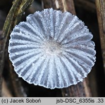 Narcissea cordispora (czernidłak sercowatozarodnikowy)