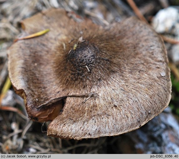 Inocybe relicina (strzępiak żółtoblaszkowy)