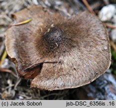 Inocybe relicina (strzępiak żółtoblaszkowy)