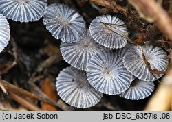 Narcissea cordispora (czernidłak sercowatozarodnikowy)