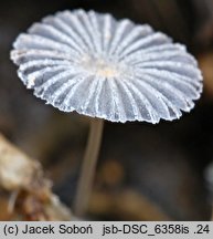 Narcissea cordispora (czernidłak sercowatozarodnikowy)