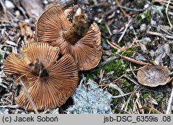 Inocybe relicina (strzępiak żółtoblaszkowy)