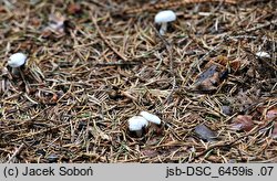 Hygrophorus piceae (wodnicha świerkowa)