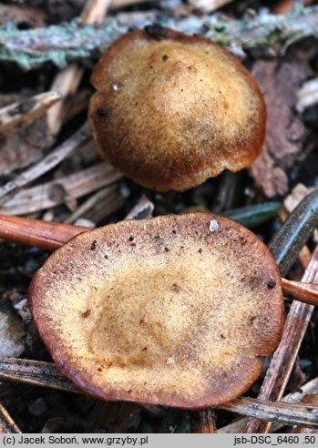 Galerina heimansii (hełmówka czerwonawoblaszkowa)