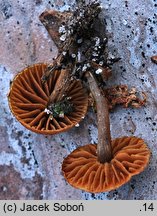 Galerina heimansii (hełmówka czerwonawoblaszkowa)