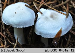 Hygrophorus piceae (wodnicha świerkowa)