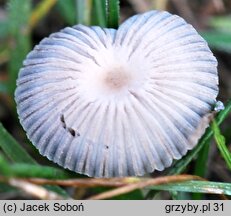 Parasola plicatilis-similis