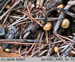 Galerina heimansii (hełmówka czerwonawoblaszkowa)