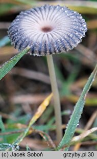 Parasola plicatilis-similis