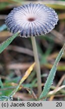 Parasola plicatilis-similis