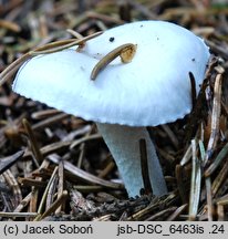 Hygrophorus piceae (wodnicha świerkowa)