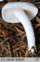 Hygrophorus piceae (wodnicha świerkowa)