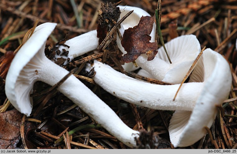 Hygrophorus piceae (wodnicha świerkowa)