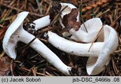 Hygrophorus piceae (wodnicha świerkowa)