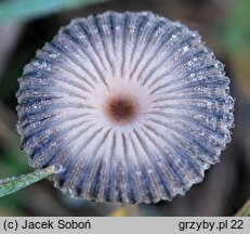 Parasola plicatilis-similis