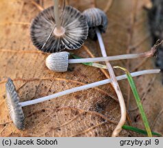 Parasola plicatilis-similis