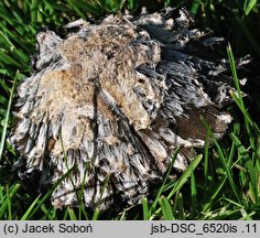 Coprinus palmeranus