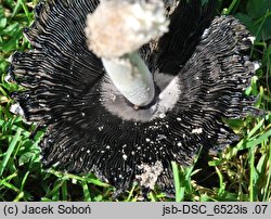 Coprinus palmeranus