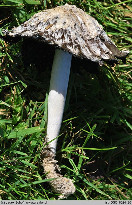 Coprinus palmeranus