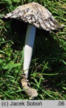 Coprinus palmeranus