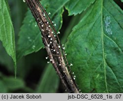 Cyathicula cyathoidea