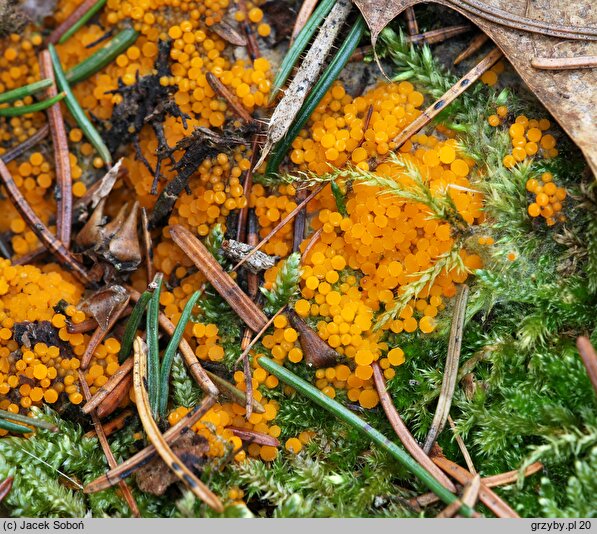 Byssonectria terrestris (oranżówka naziemna)