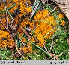 Byssonectria terrestris (oranżówka naziemna)