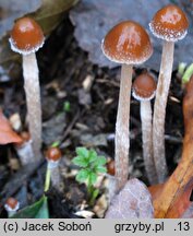 Psathyrella orbicularis