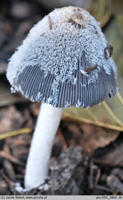 Coprinopsis fusispora (czernidłak wrzecionowatozarodnikowy)