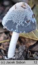 Coprinopsis fusispora (czernidłak wrzecionowatozarodnikowy)