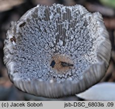 Coprinopsis fusispora (czernidłak wrzecionowatozarodnikowy)