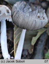 Coprinopsis fusispora (czernidłak wrzecionowatozarodnikowy)