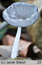 Coprinopsis fusispora (czernidłak wrzecionowatozarodnikowy)