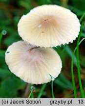 Mycena olivaceomarginata (grzybówka oliwkowoostrzowa)
