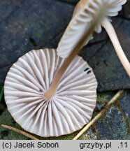 Mycena olivaceomarginata (grzybówka oliwkowoostrzowa)