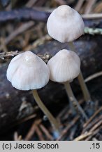 Mycena leptocephala (grzybówka chlorowonna)