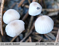 Mycena leptocephala (grzybówka chlorowonna)