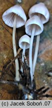 Mycena leptocephala (grzybówka chlorowonna)