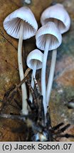 Mycena leptocephala (grzybówka chlorowonna)