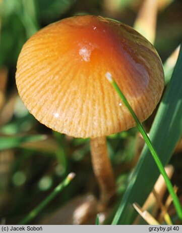 Conocybe spicula (stożkówka omączonotrzonowa)