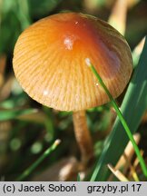 Conocybe spicula (stożkówka omączonotrzonowa)