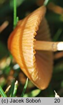 Conocybe spicula (stożkówka omączonotrzonowa)