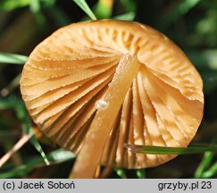 Conocybe spicula (stożkówka omączonotrzonowa)