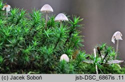 Mycena flavescens (grzybówka żółtawa)