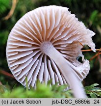 Mycena flavescens (grzybówka żółtawa)