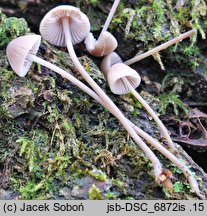 Mycena flavescens (grzybówka żółtawa)