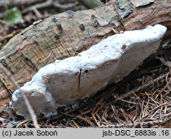 Heterobasidion parviporum (korzeniowiec drobnopory)
