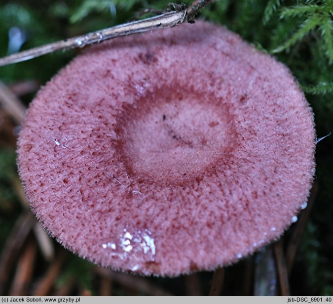 Lactarius spinulosus