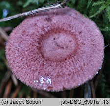 Lactarius spinulosus