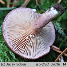 Lactarius spinulosus